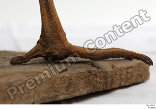 Black stork foot 0009.jpg